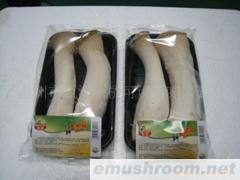 批发供应杏鲍菇，Manbetx体育手机版V17版本发布.官网安卓网.香港(图)