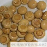 供应出口蘑菇罐头