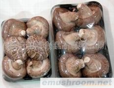 供应Manbetx体育手机版V17版本发布.官网安卓网.香港鲜香菇小包装