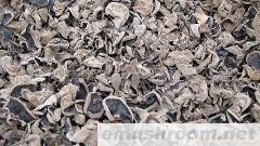 供应椴木黑厚木耳