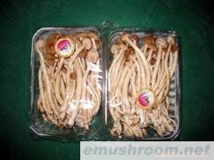 批发供应茶树菇，供应蘑菇，(图)