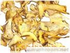 供应黄牛肝菌