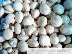 供应冷冻双孢菇