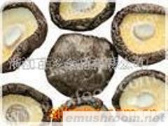 供应香菇-光面菇