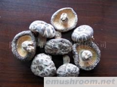 供应仿原木香菇