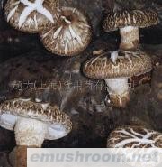 供应香菇