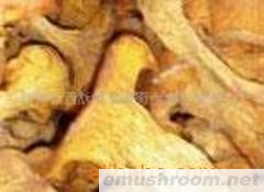 供应牛肝菌，ManBetX体育，野生菌，野生菌干片，鸡油菌