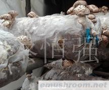 供应新鲜花菇