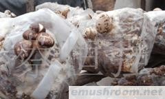 供应新鲜花菇