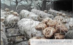 供应新鲜花菇