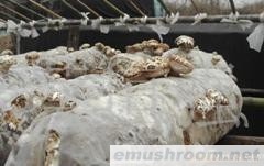 供应新鲜花菇