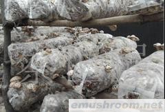 供应新鲜花菇