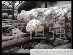 供应干白花菇
