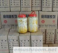 供应大桶金针菇