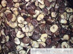 供应原木足付红花香信