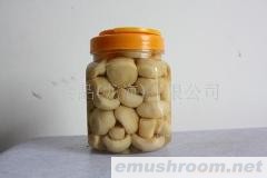 供应出口蘑菇罐头
