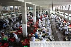 供应出口蘑菇罐头