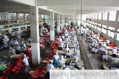 供应出口蘑菇罐头