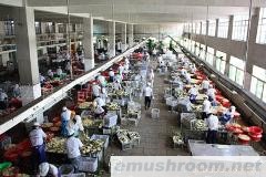 供应出口蘑菇罐头