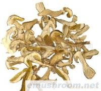 供应野生白牛肝菌