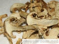 供应松茸菌干片