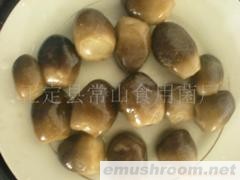 供应盐渍草菇