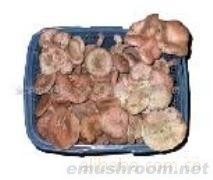 供应野生松树菇