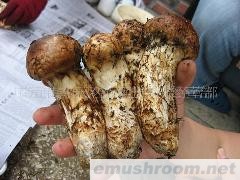 批发供应野生松茸菌,姬松茸,松树菌,鲜松茸(图)