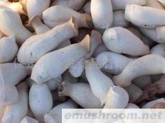 供应速冻杏鲍菇（整、片、条、块）