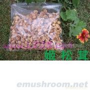 供应姬松茸、巴西蘑菇、松茸菇、巴氏蘑菇