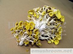 供应（Manbetx体育手机版推荐A9版本）榆黄菇(图)