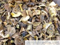 （野生菌）小黄菌