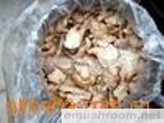 供应盐渍鲍鱼菇