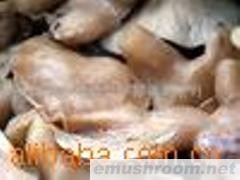 供应特级盐渍鲍鱼菇