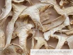 供应（野生菌）松茸