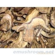 供应（野生菌）牛肝菌