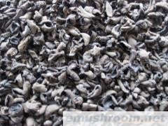 供应冬耳（菱形耳）