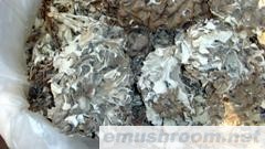 批发供应灰树花