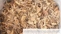 批发供应鸡纵菌