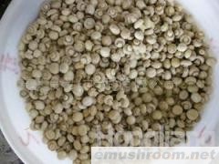 供应出口蘑菇