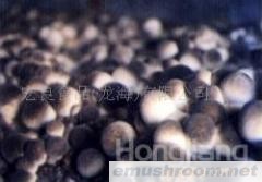 供应出口蘑菇