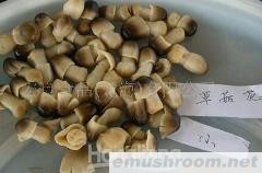 供应出口蘑菇