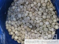 供应出口蘑菇