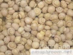 供应出口蘑菇