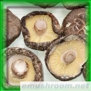 批发供应香菇 (新货春菇,茶花菇)