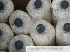 供应平菇菌棒(图)