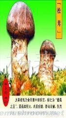 供应松茸