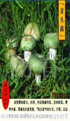 供应青头菌