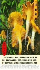 供应鸡油菌