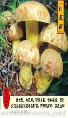 供应白葱菌